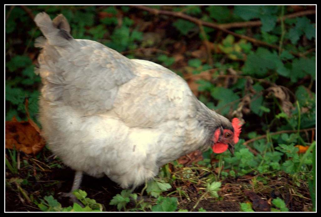 20131005-S-chickens-(10)