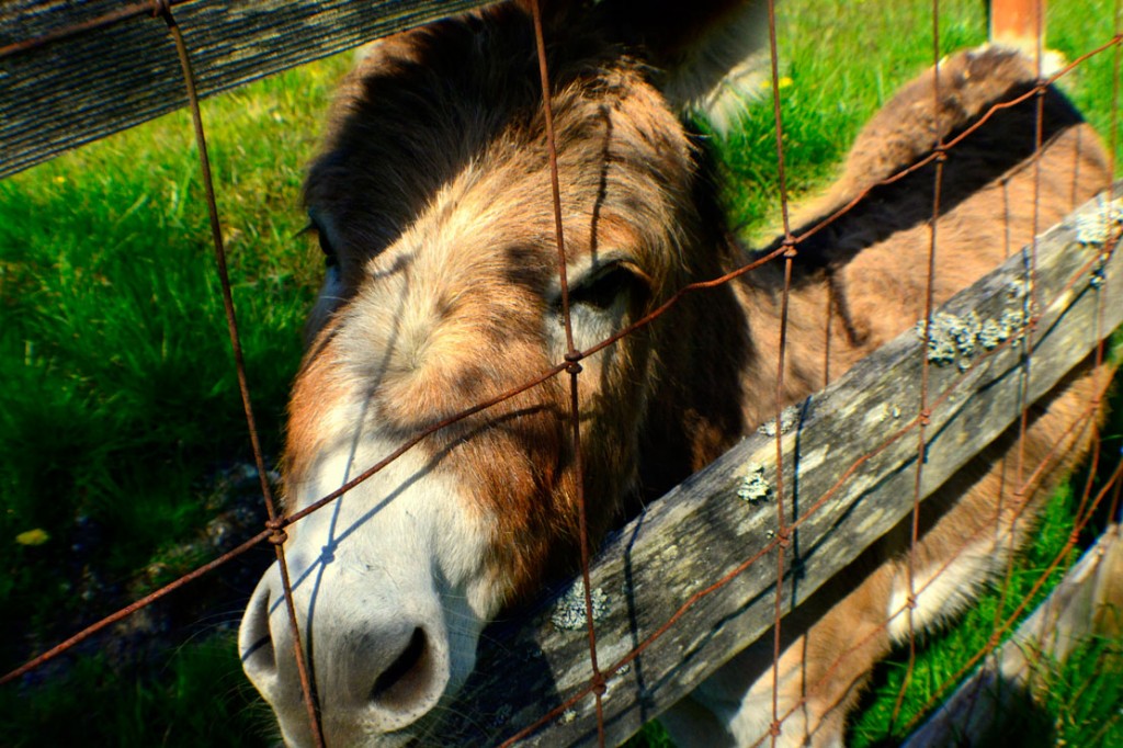 20140407-D-Roadie-Donkey-(37)