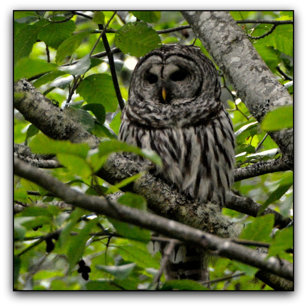 20140510-Ziggy-S-Owl-(19)