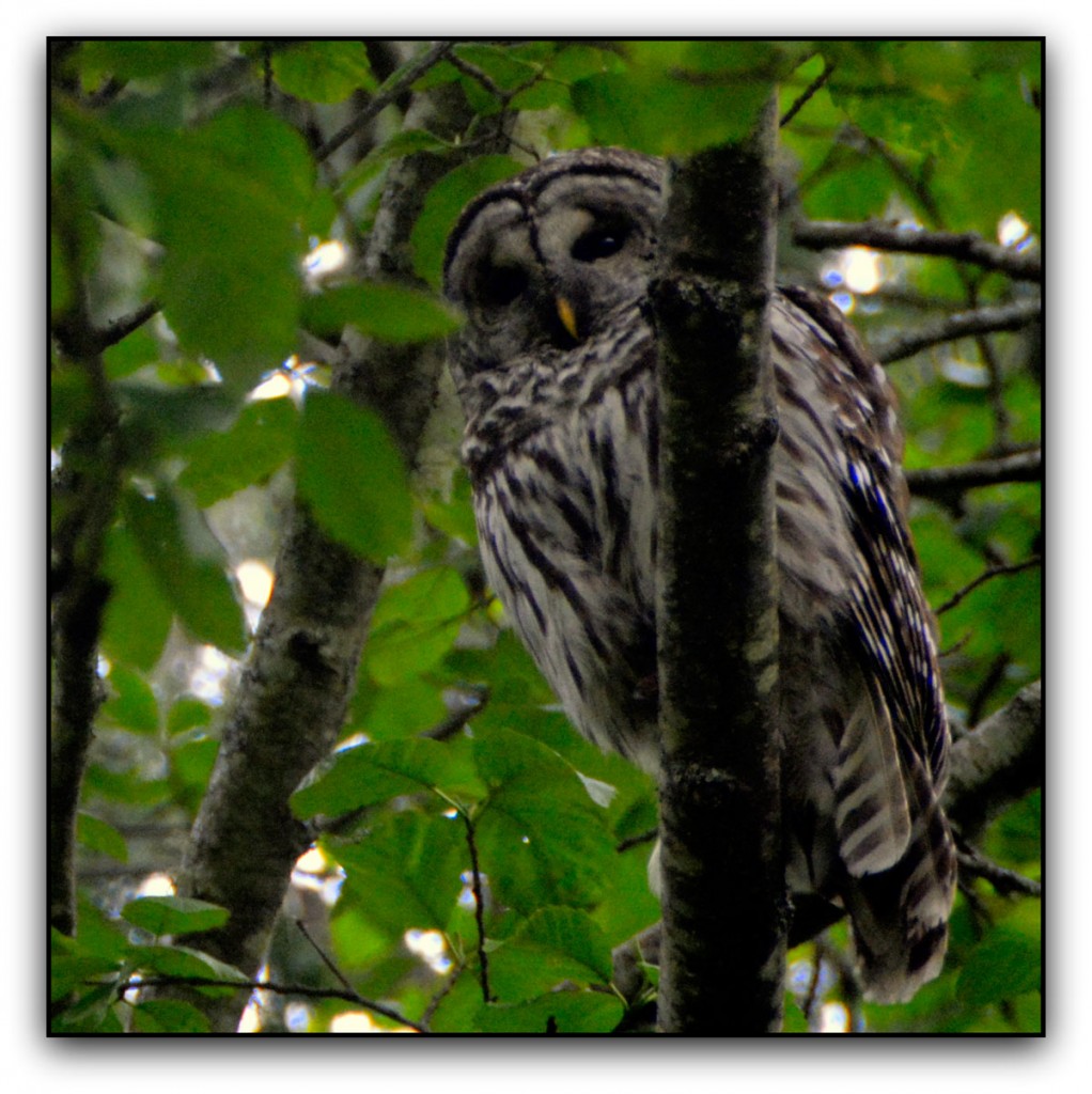 20140510-Ziggy-S-Owl-(27)