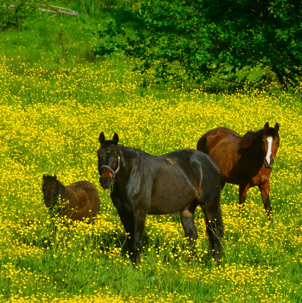 20140511-Ziggy-S-Vashon-(18)