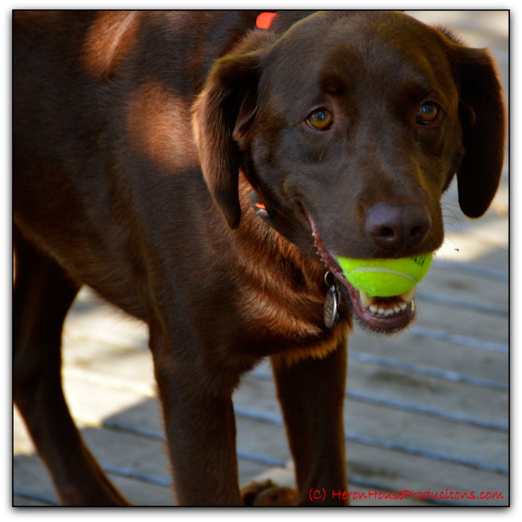 20140718-Rupert-(23)