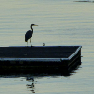 07-16-14 Heron Day