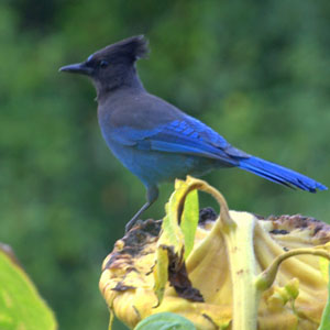 09-30-14  Mr. Stellar Jay