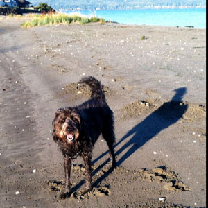 09-29-2015 Zooey runs on the beach