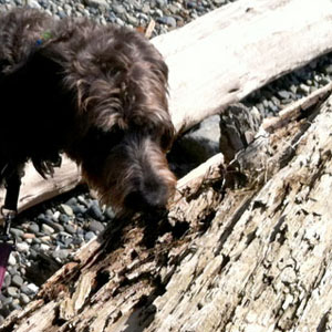 04-02-2015 Zooey at Hood Canal