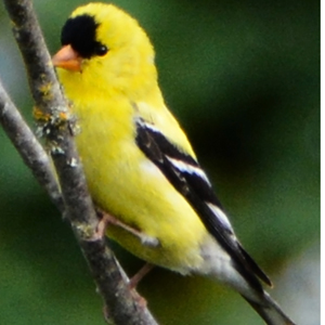 06 01 2016 Yellow Finches